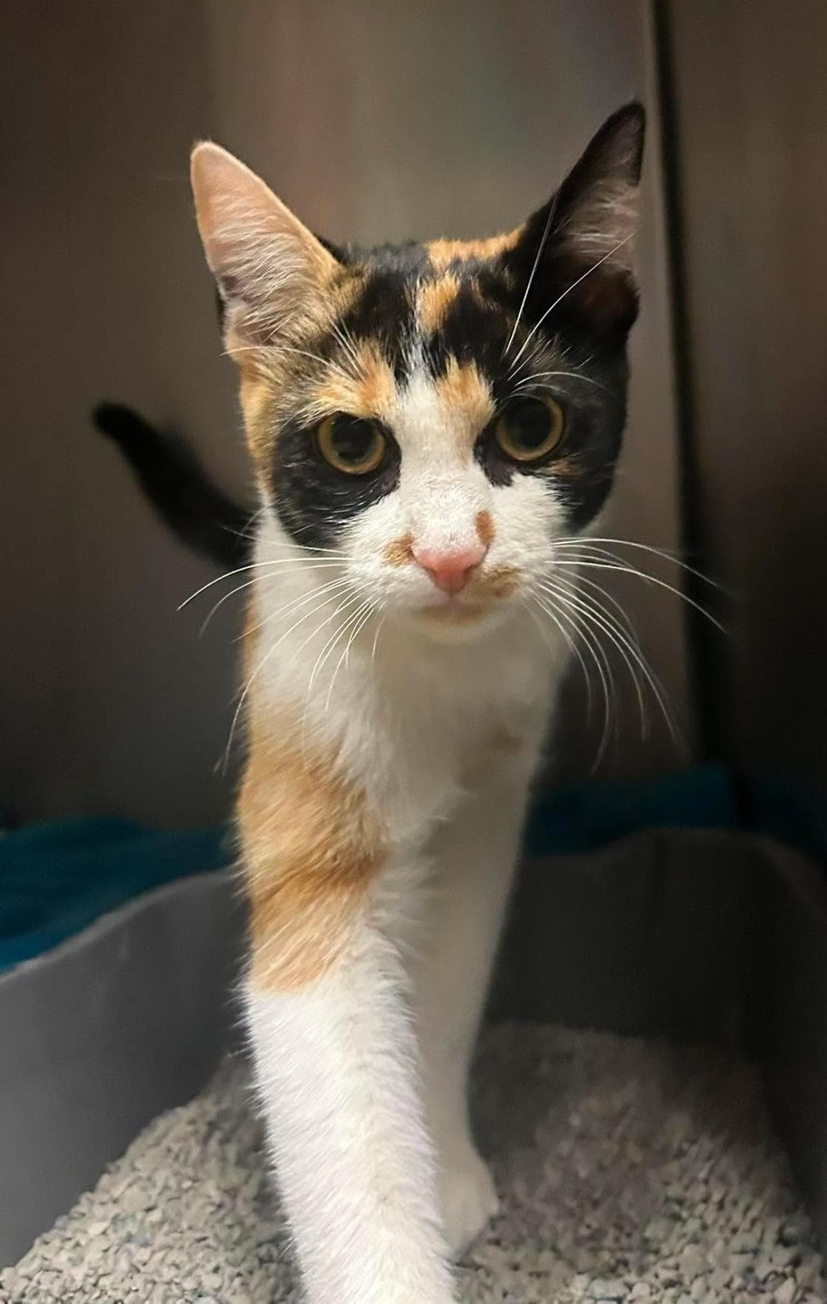 Ruffles - Domestic Short Hair