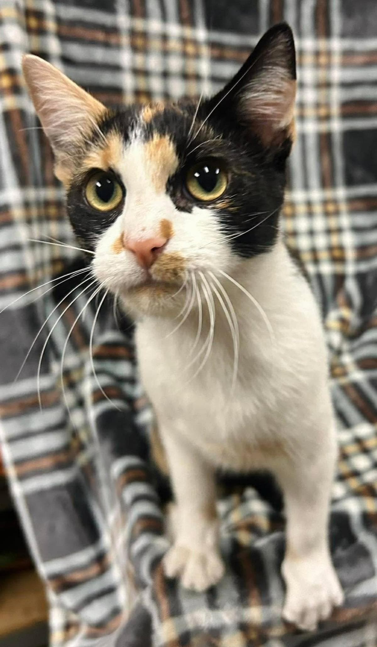 Ruffles - Domestic Short Hair