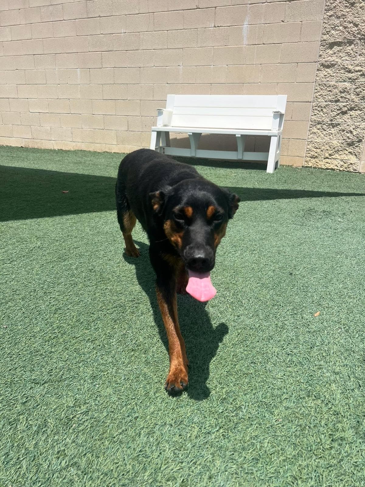 Found Stray Sugar - Australian Kelpie