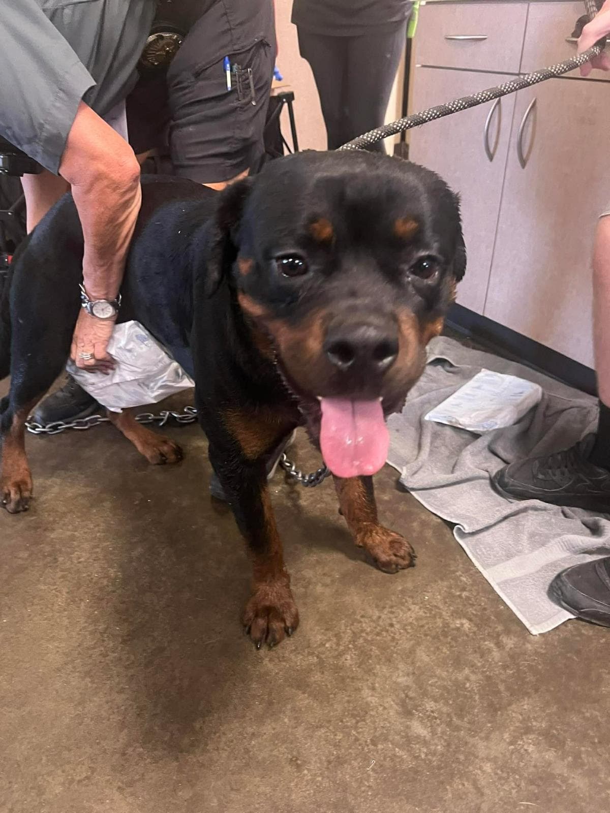 Found Stray Cash - Rottweiler
