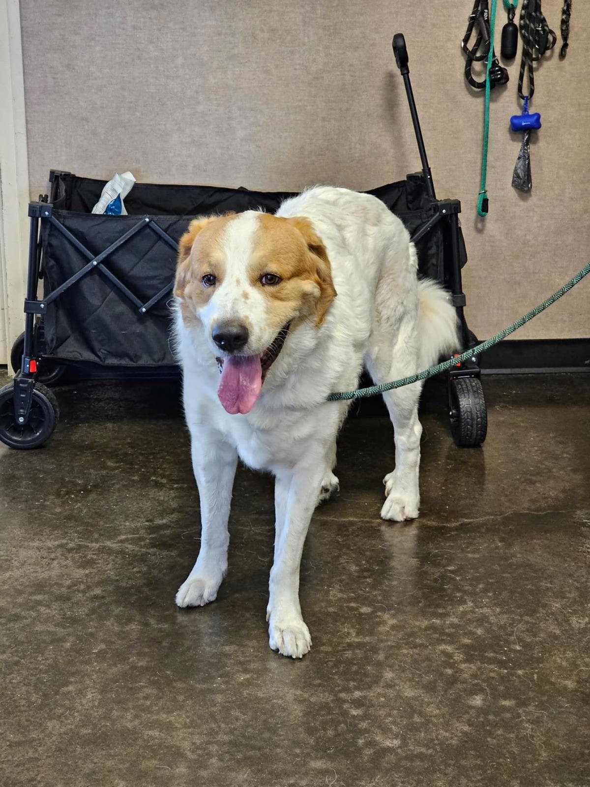 Found Stray Samson - Great Pyrenees