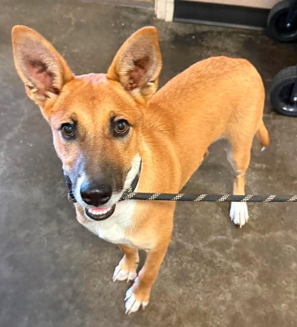 Found Stray Kira - Australian Kelpie