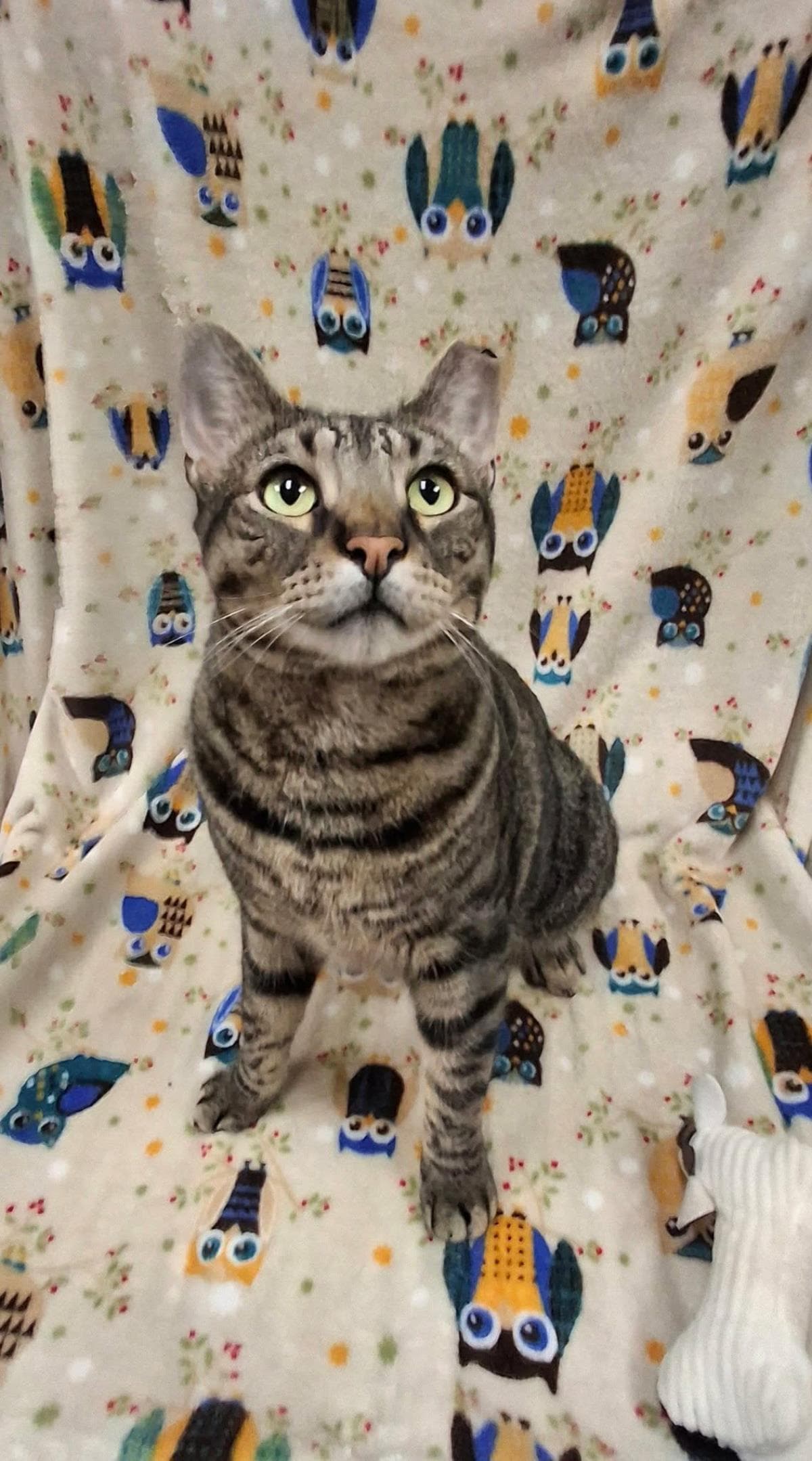 Atlas - Domestic Short Hair