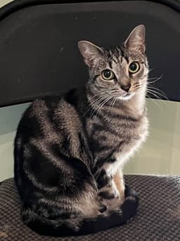 Jinx image 1