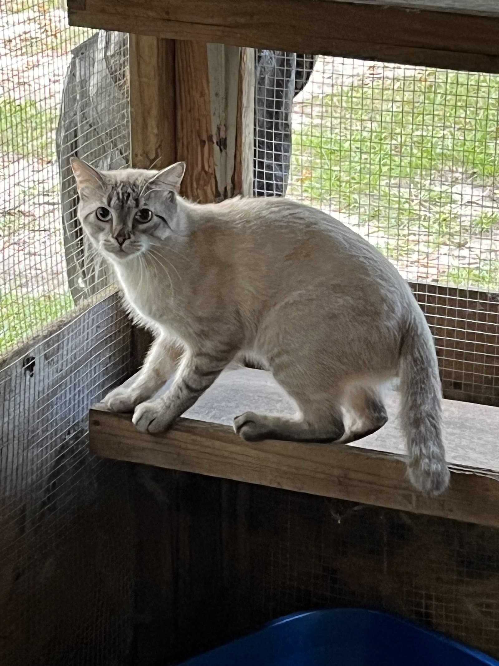 Sky - Siamese