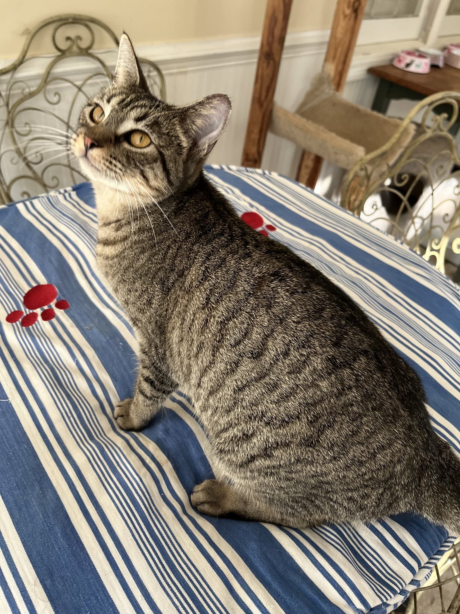Haley - Tabby