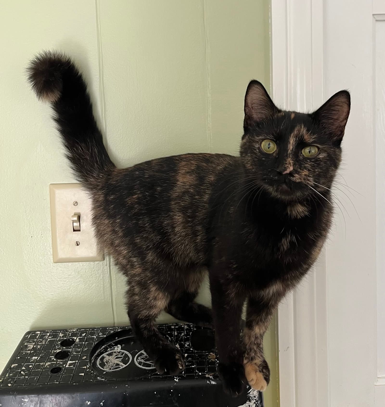 Penny - Tortoiseshell