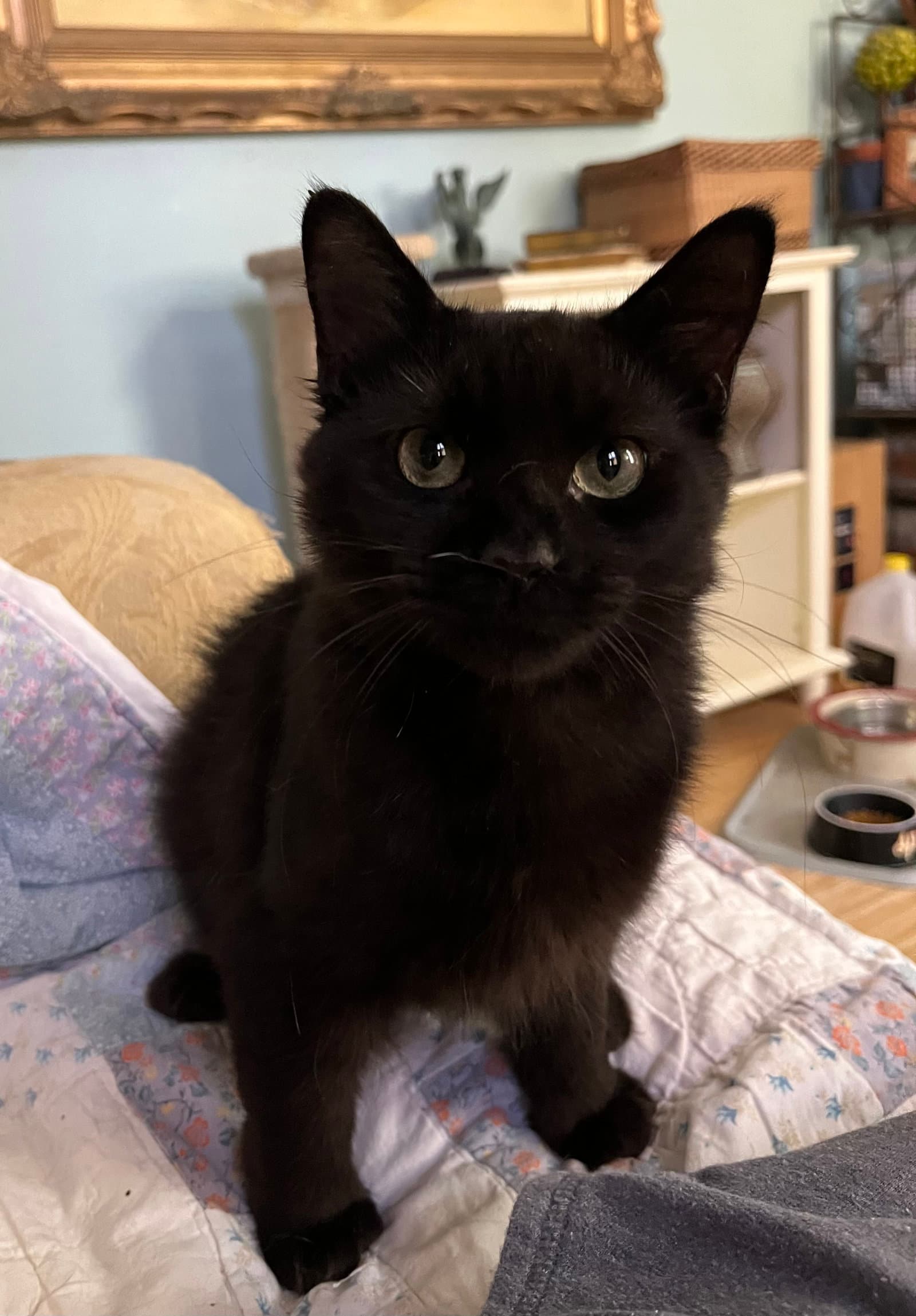 Fluffie - Manx