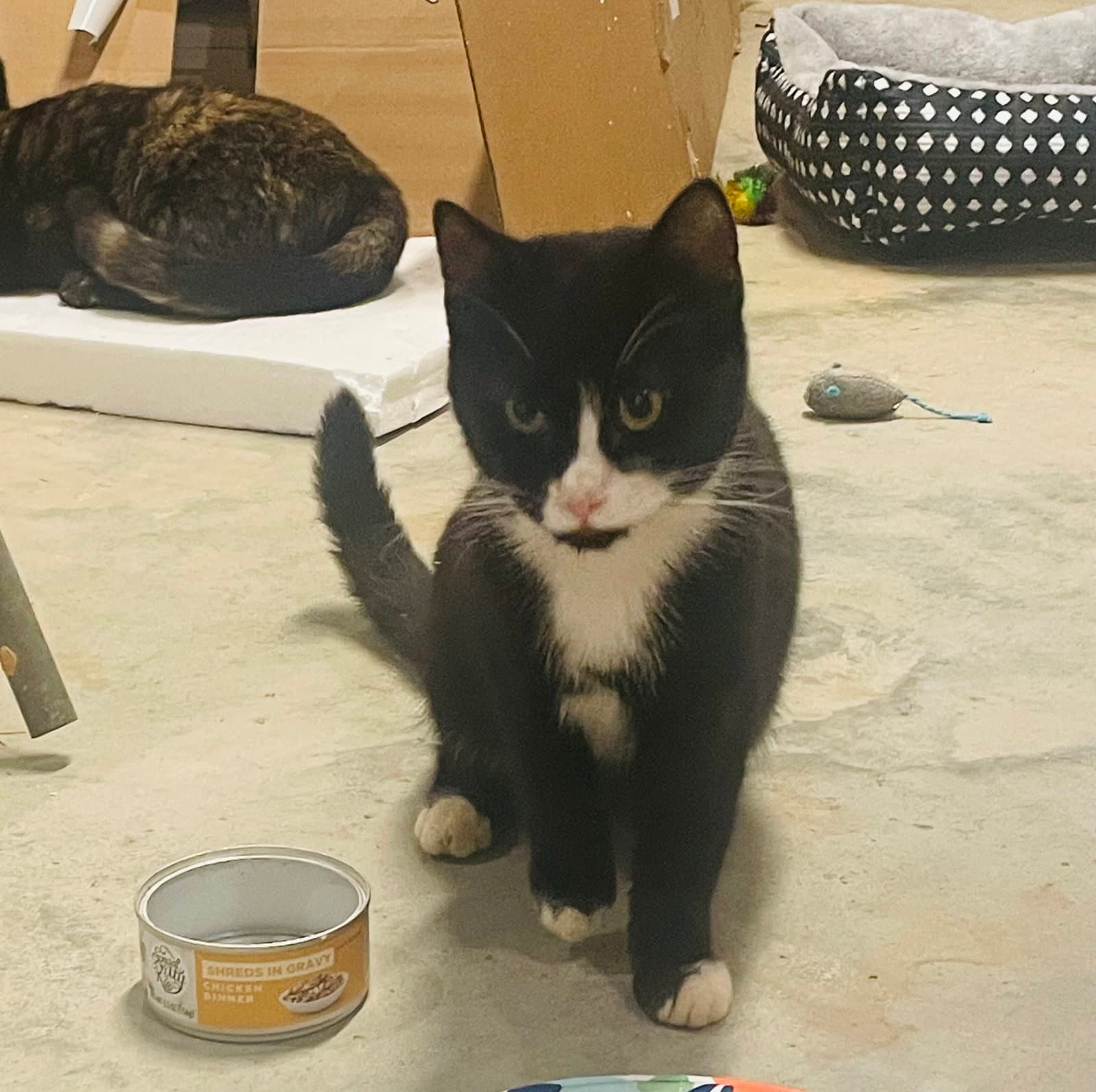 Dolly - Tuxedo