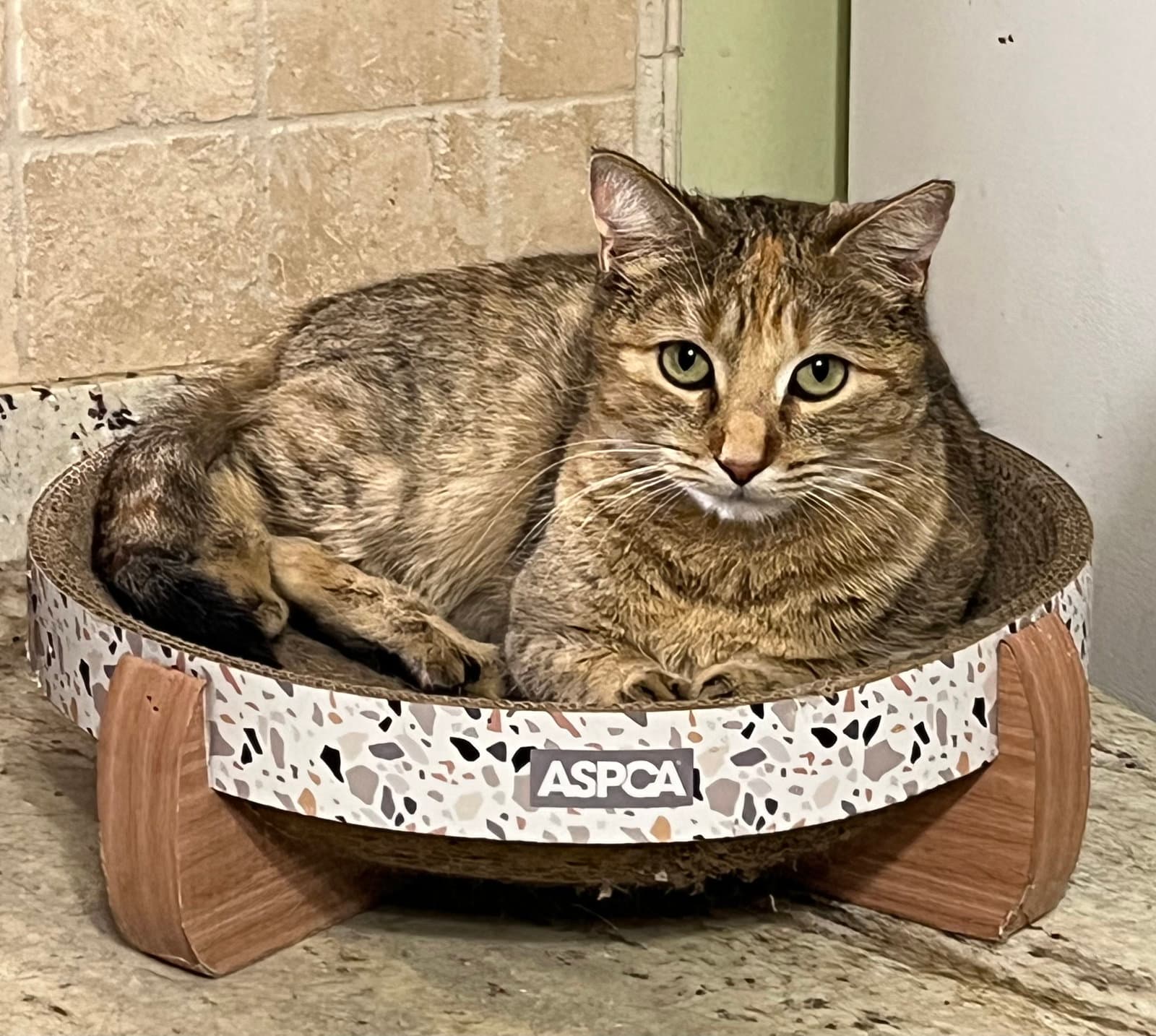 Amber - Torbie