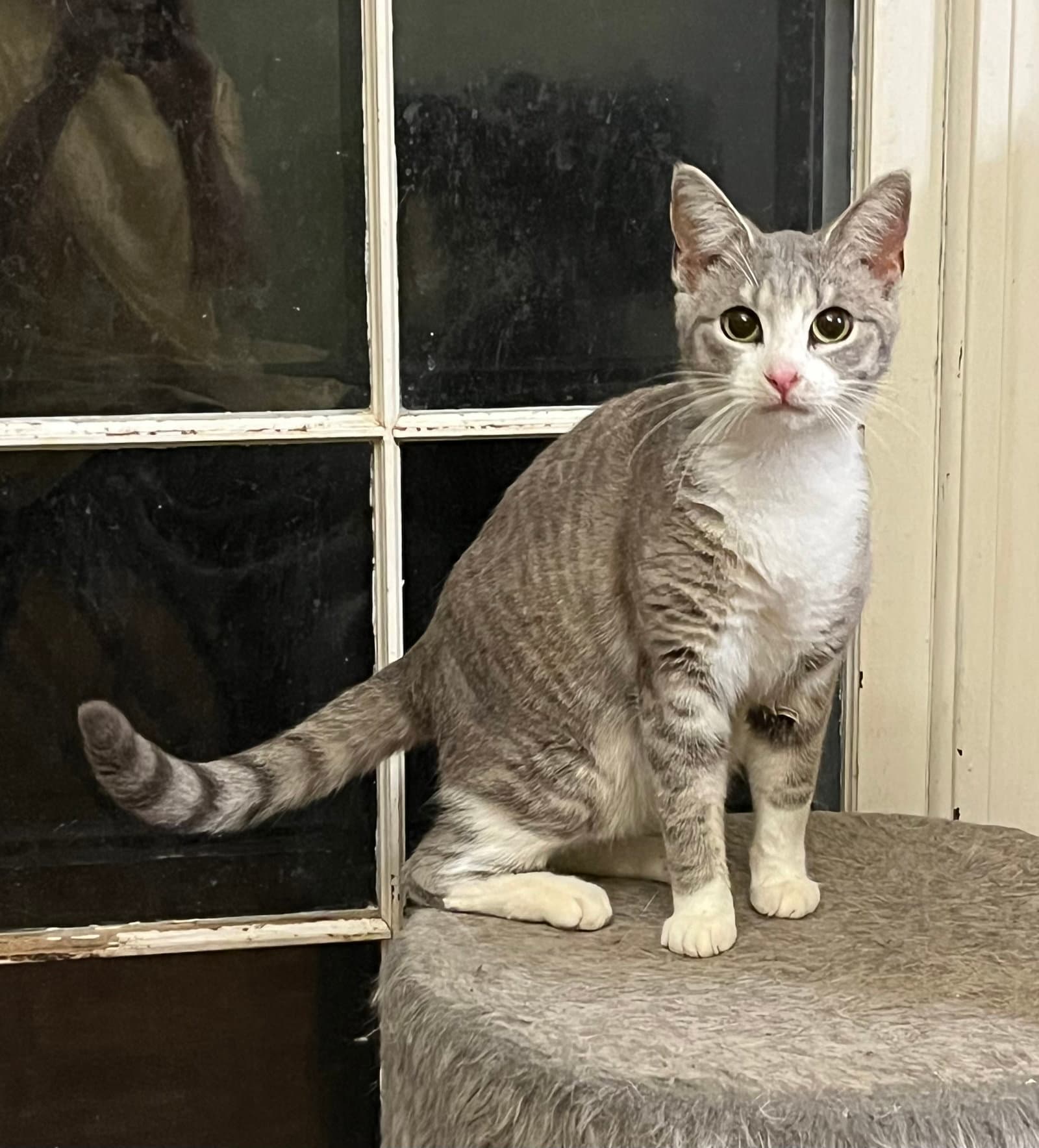 Looker - Tabby