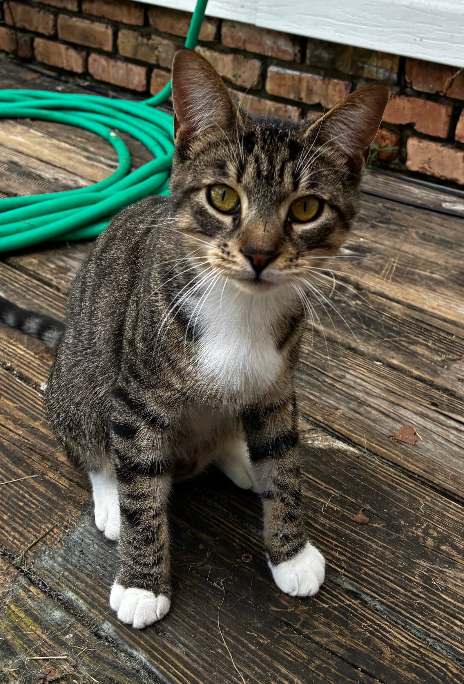 Hunter - Tabby
