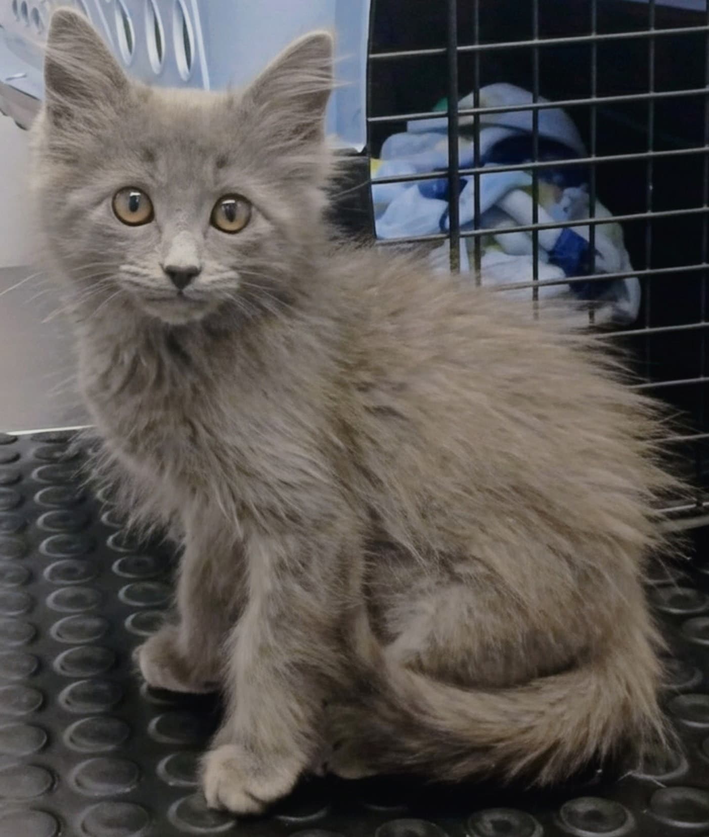 Ava Mae - Domestic Medium Hair