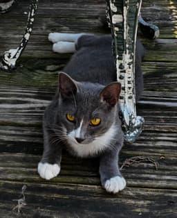 Grayson Blue Tuxedo image 2
