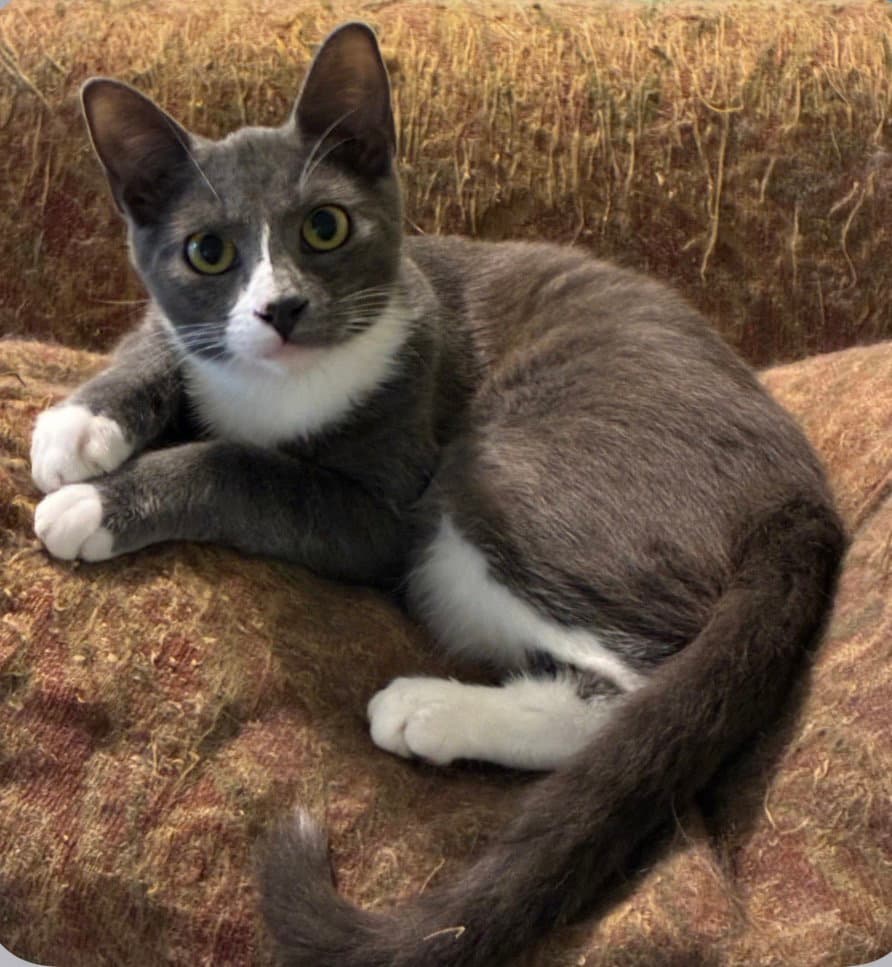 Grayson Blue Tuxedo - Russian Blue