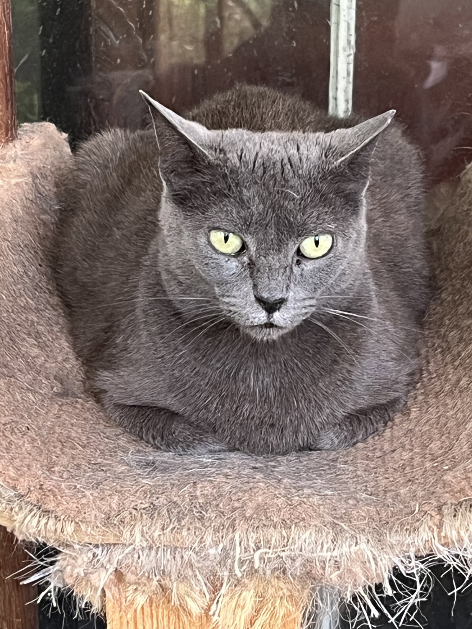 Laura - Russian Blue