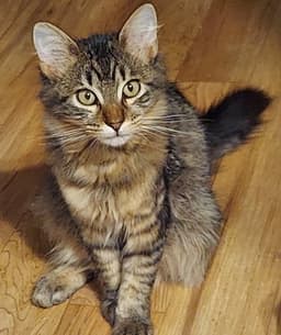 Maine Coon Bonded Brothers image 1
