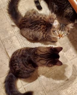 Maine Coon Bonded Brothers image 2