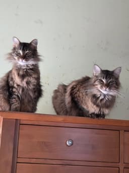 Maine Coon Bonded Brothers image 3