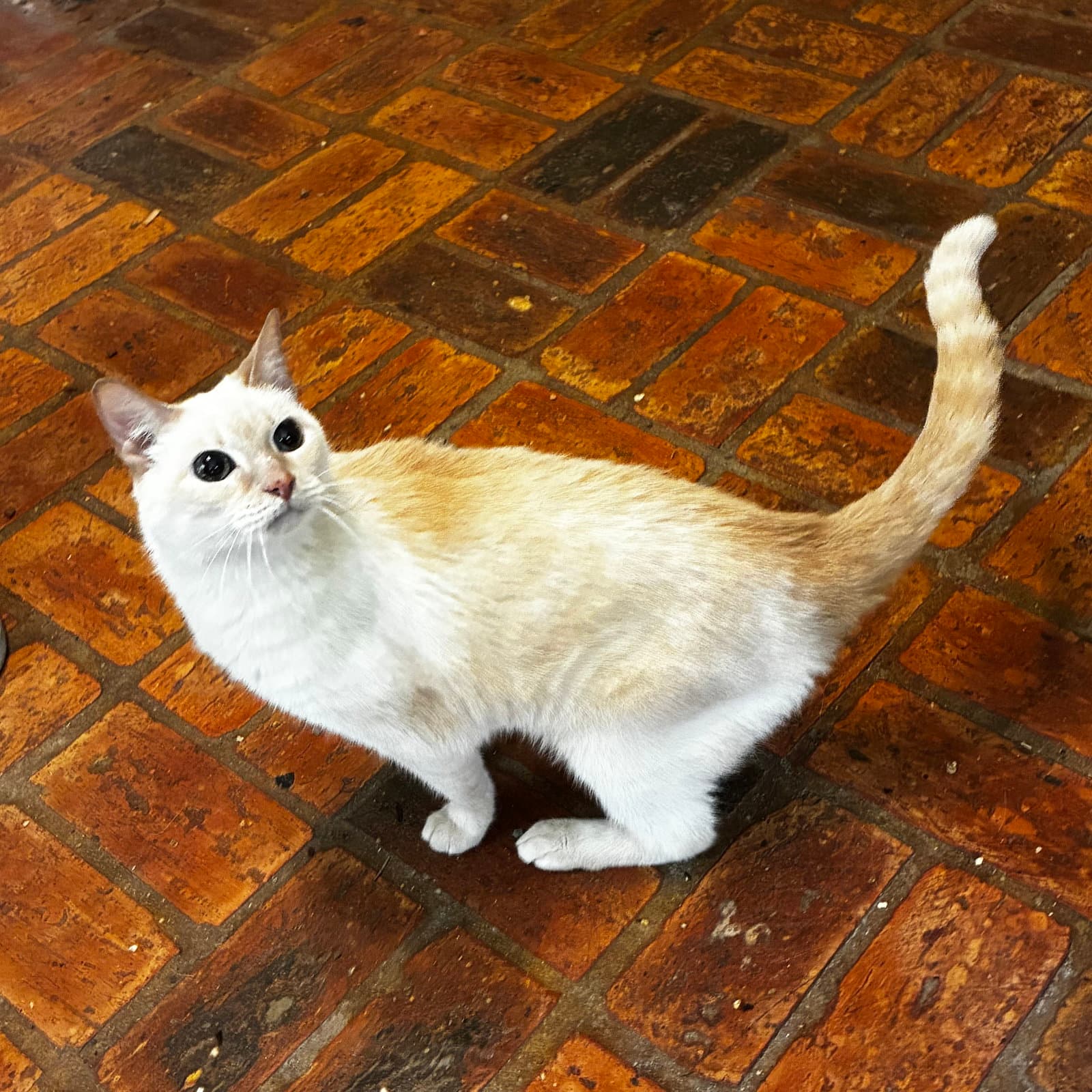 Kitty Front Declawed - Siamese