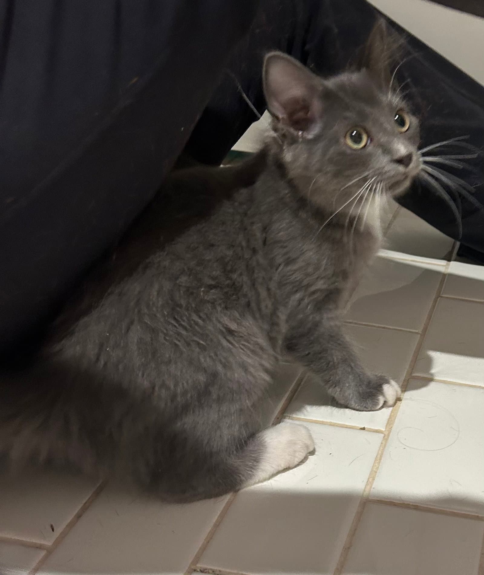 Louise - Domestic Medium Hair