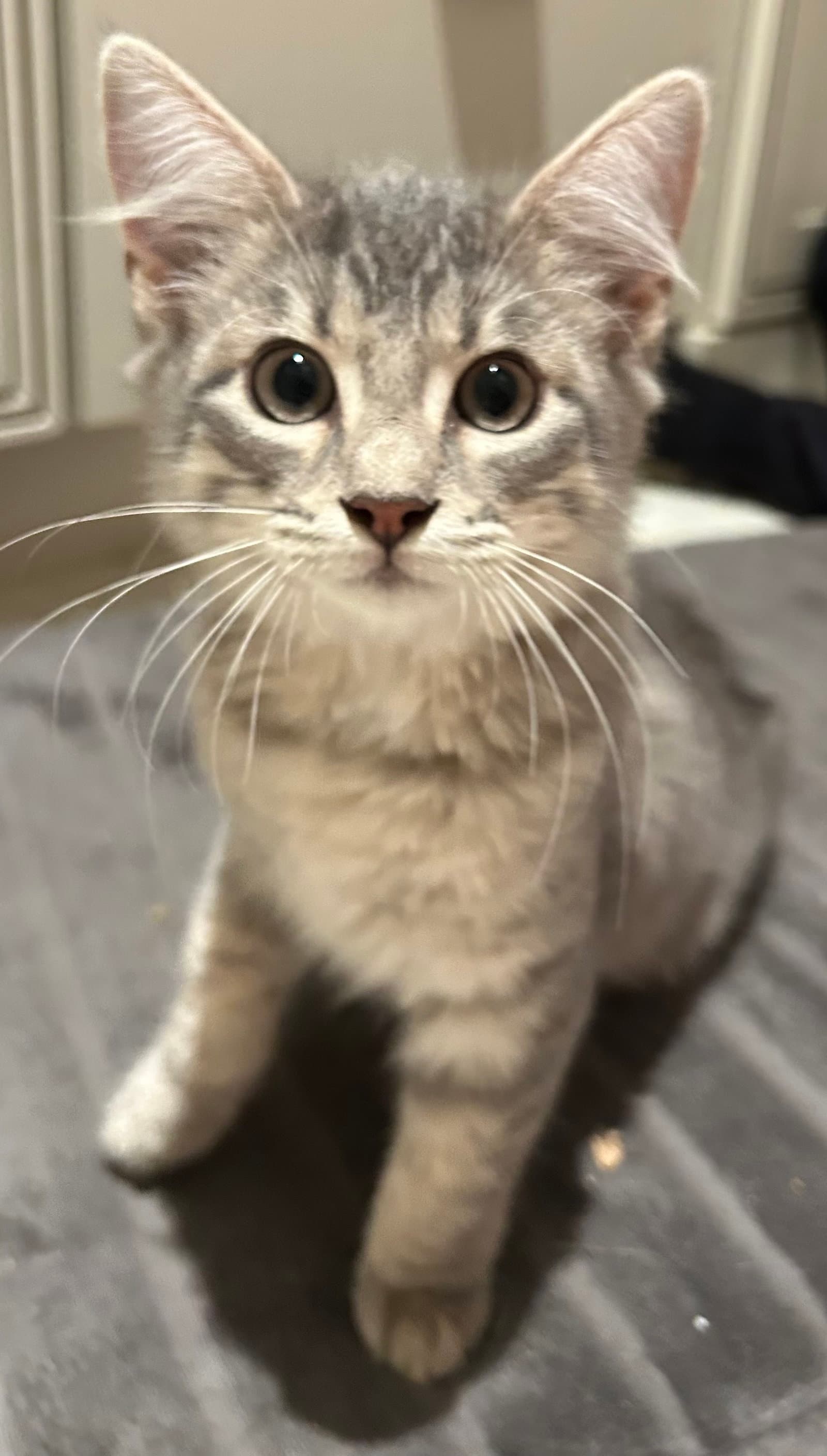 Innes - Domestic Medium Hair