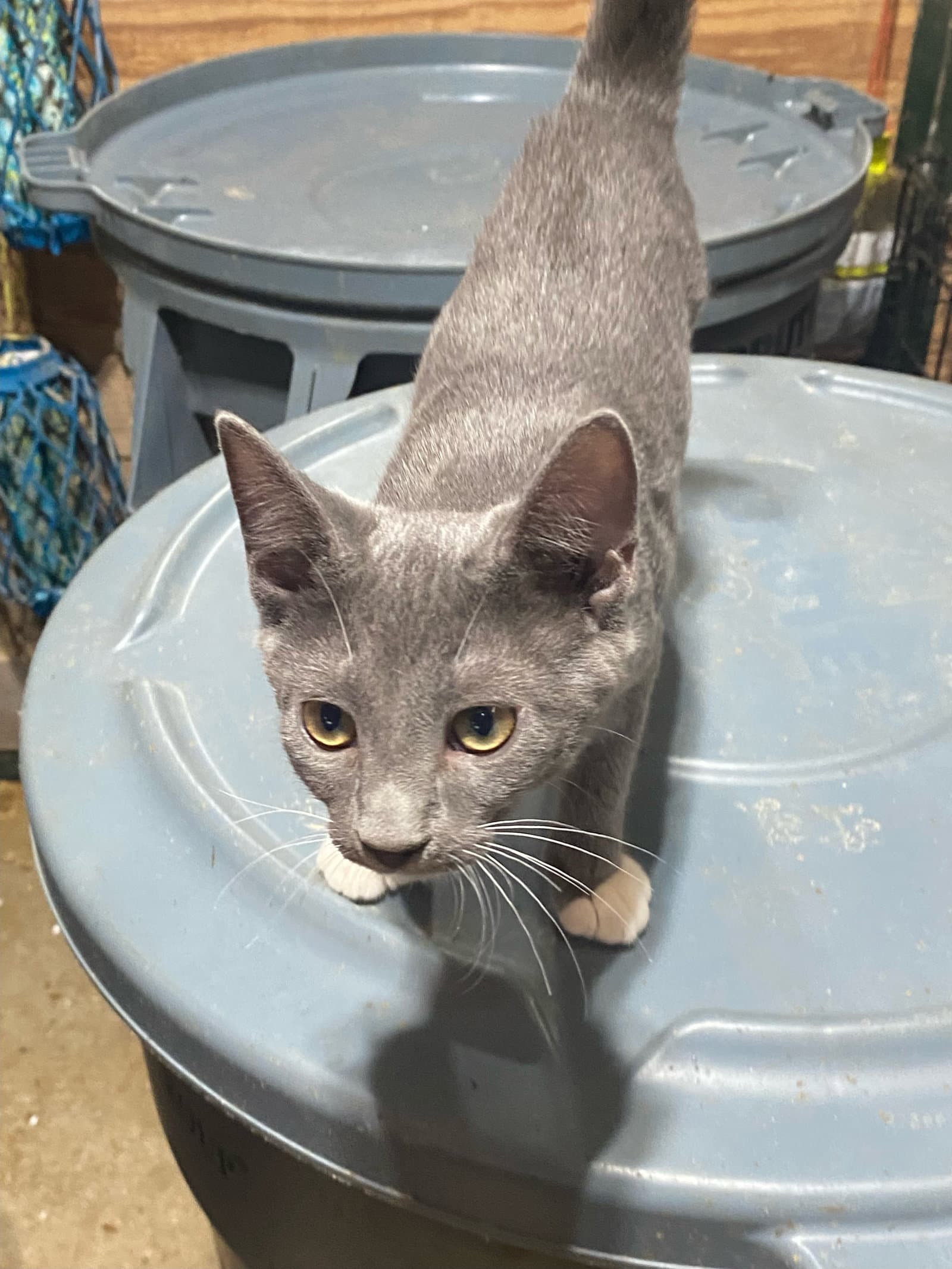 Kate - Tuxedo