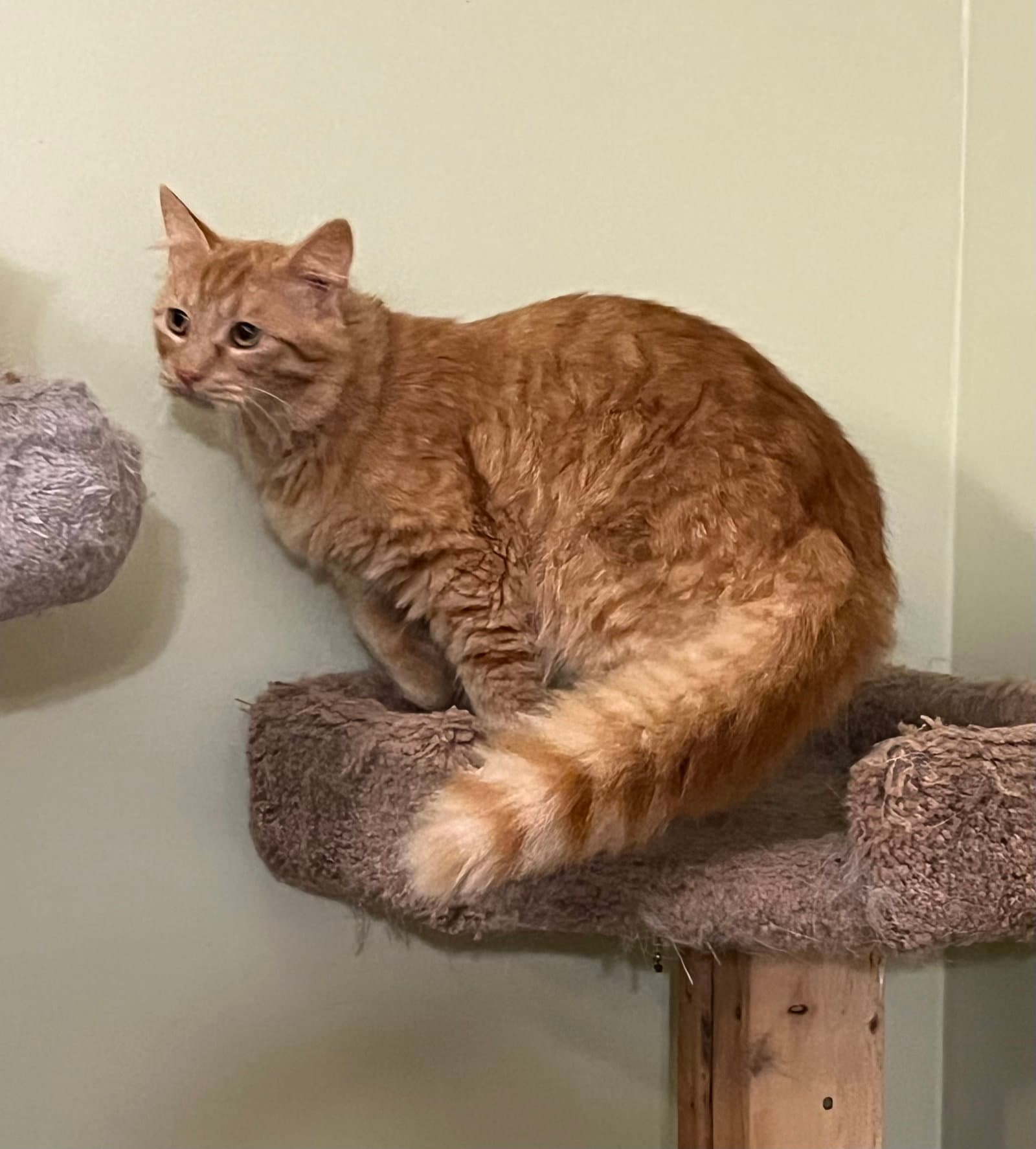 Tommy - Domestic Medium Hair