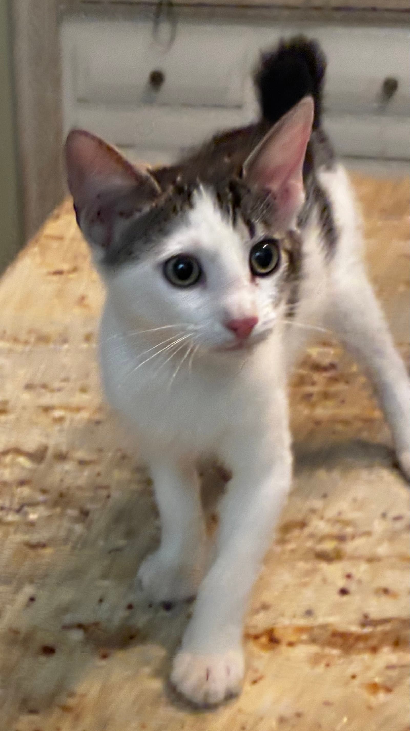 Mr Bob - Bobtail