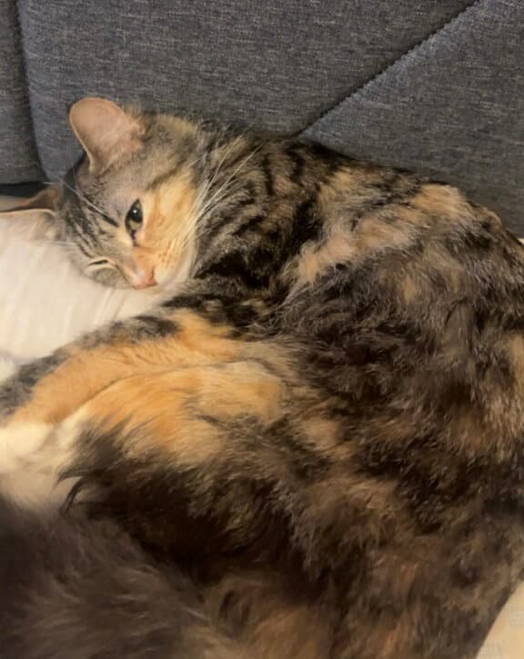 Daisy - Calico