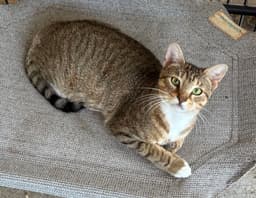 Cassie image 3