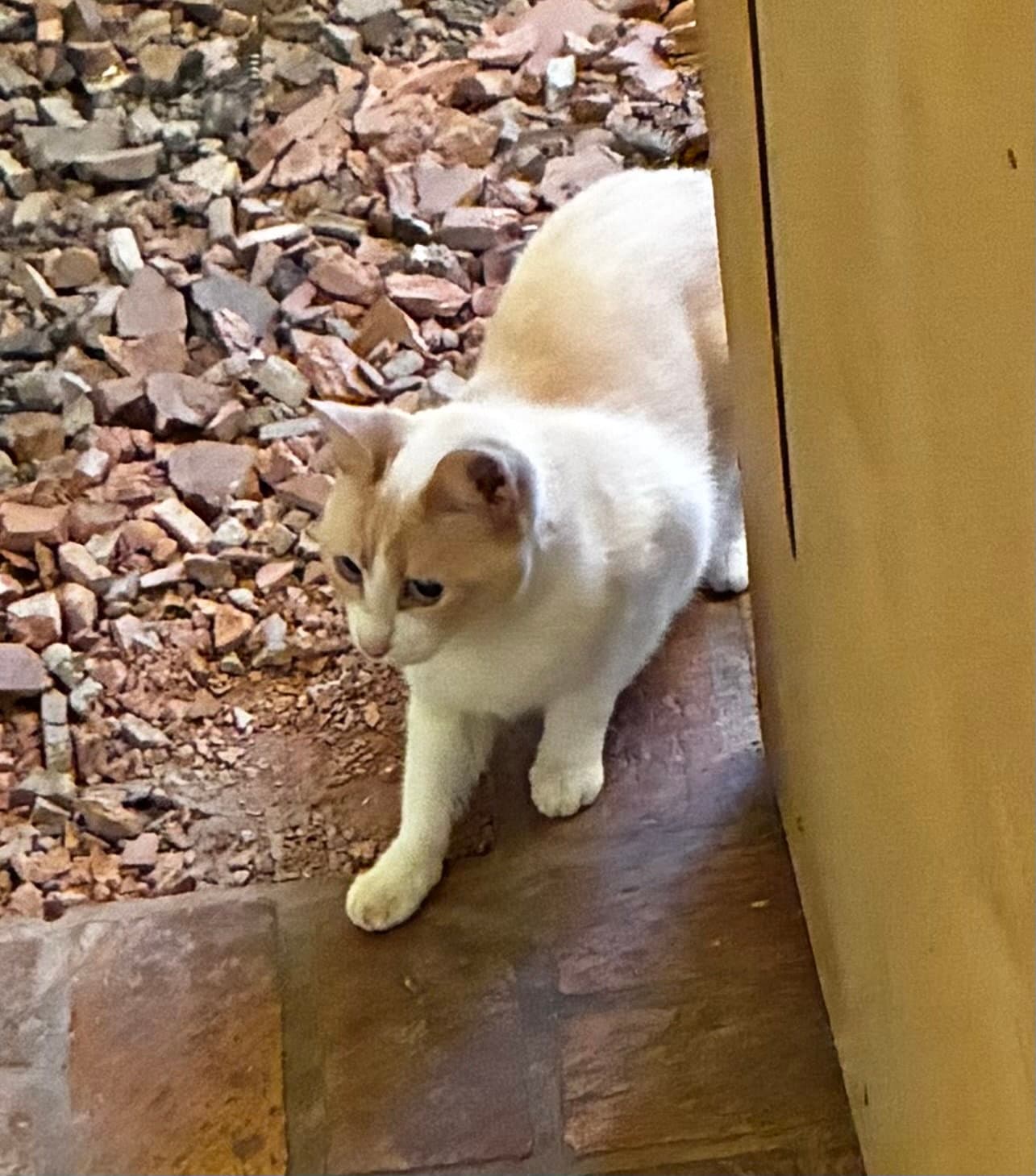 Betty - Siamese