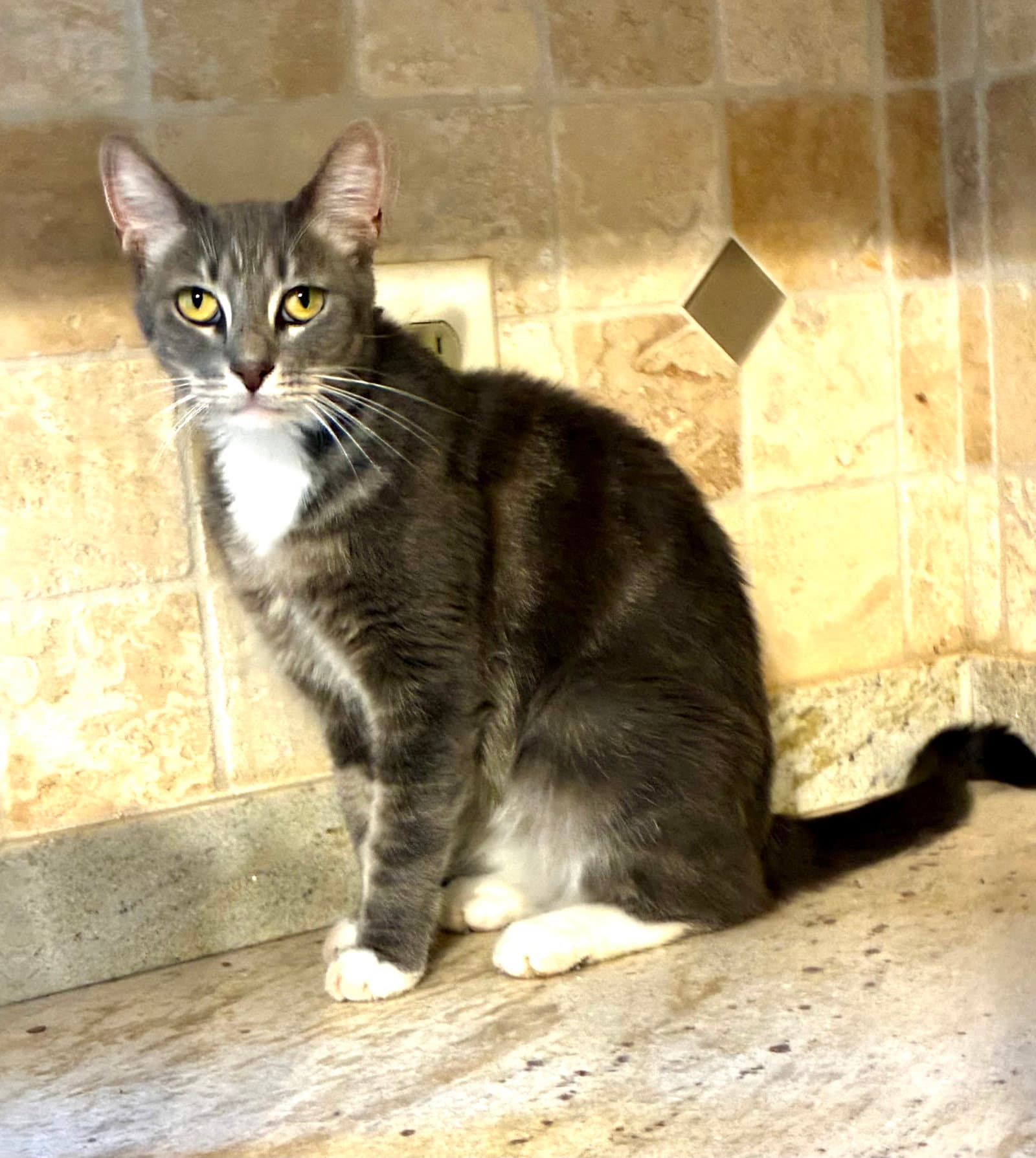 Allie - Tabby