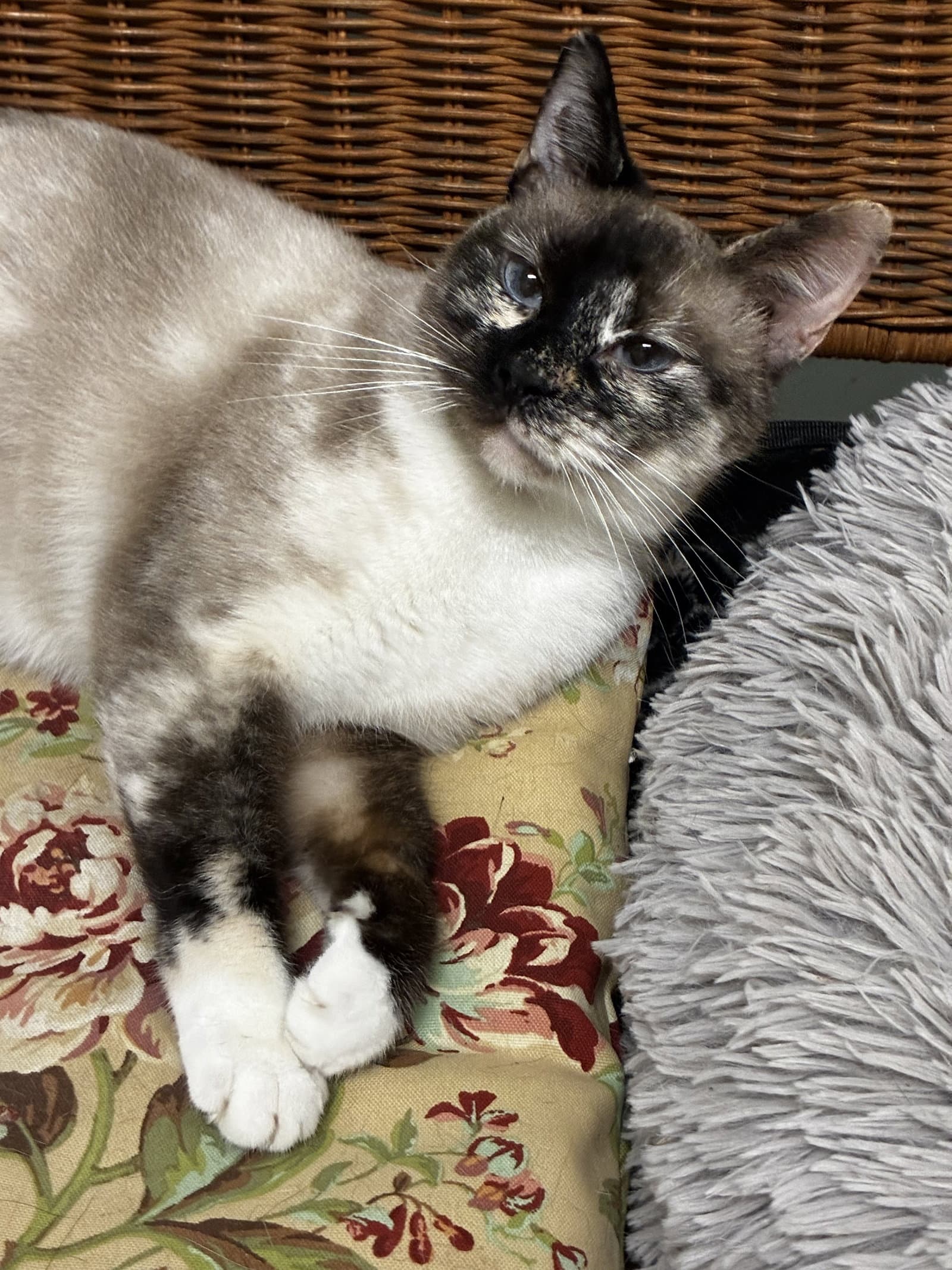 Ash - Snowshoe