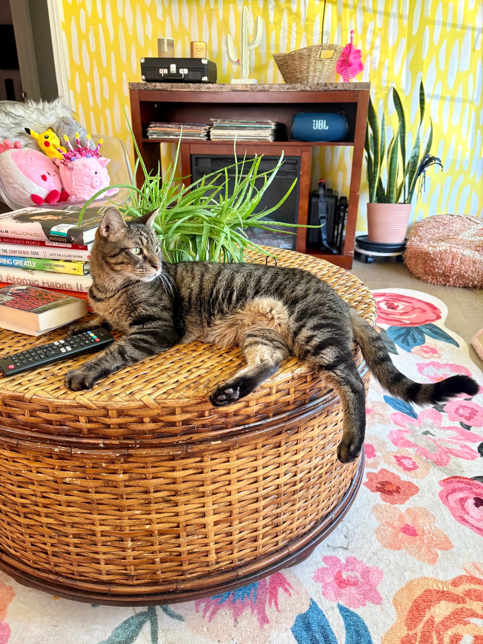 Finley Declawed