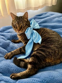 Finley Declawed image 2