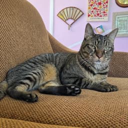 Finley Declawed image 3