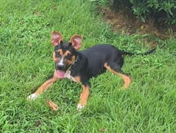 Izzy image 2