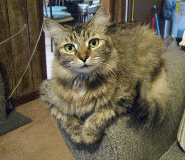 Sunny - Maine Coon