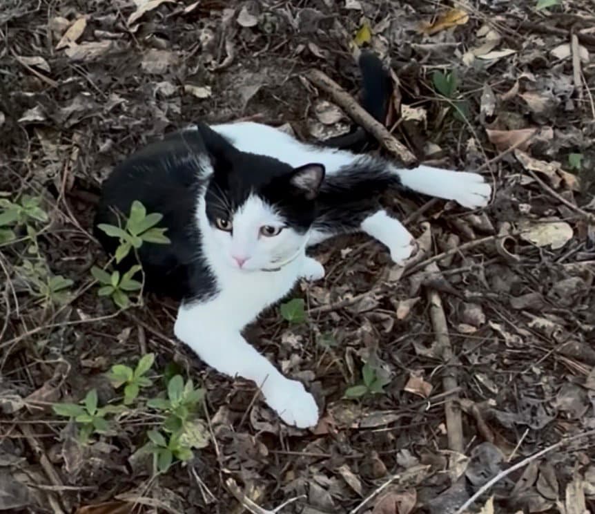Bennie - Domestic Short Hair