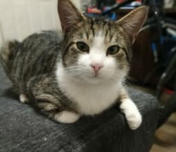 Binx image 1