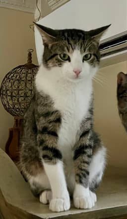 Binx image 2