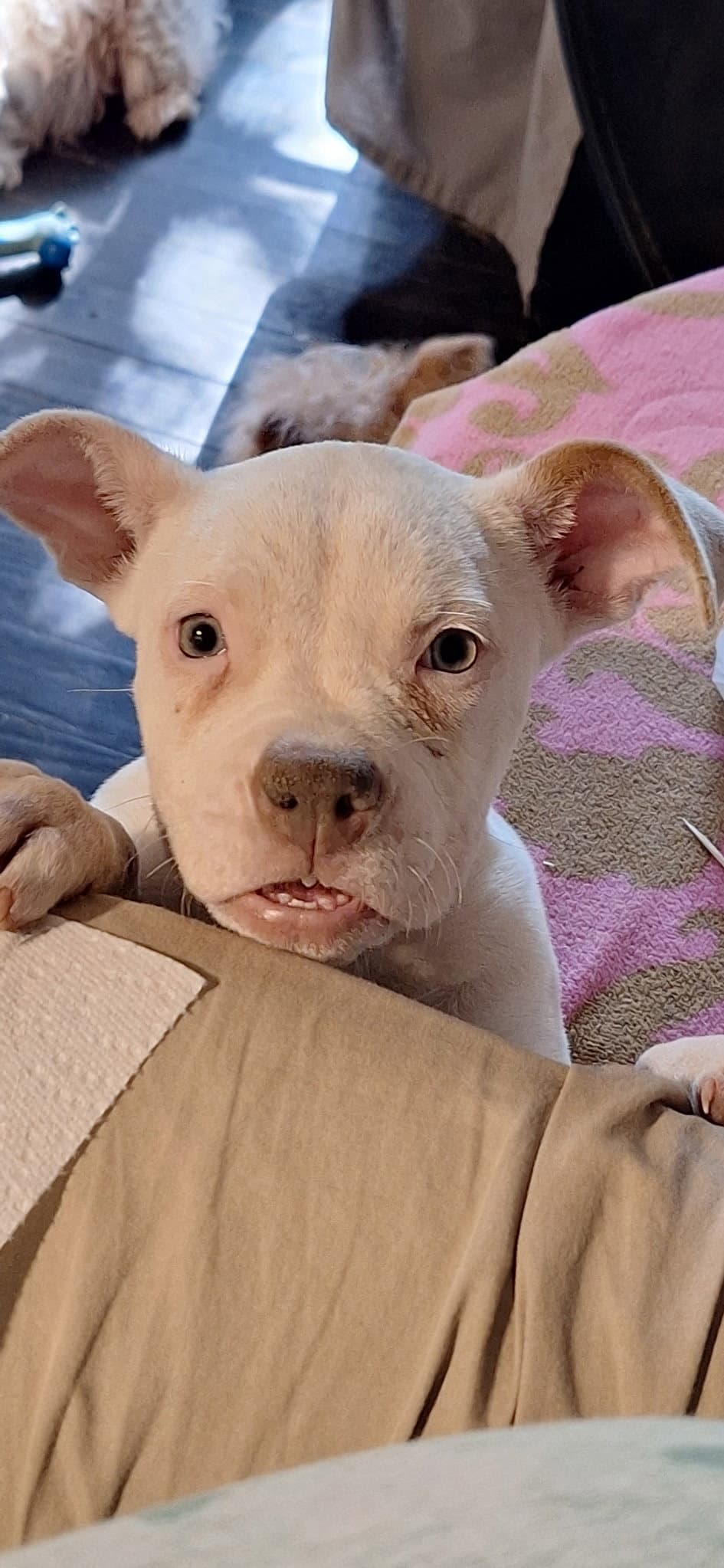 Powder - Bulldog