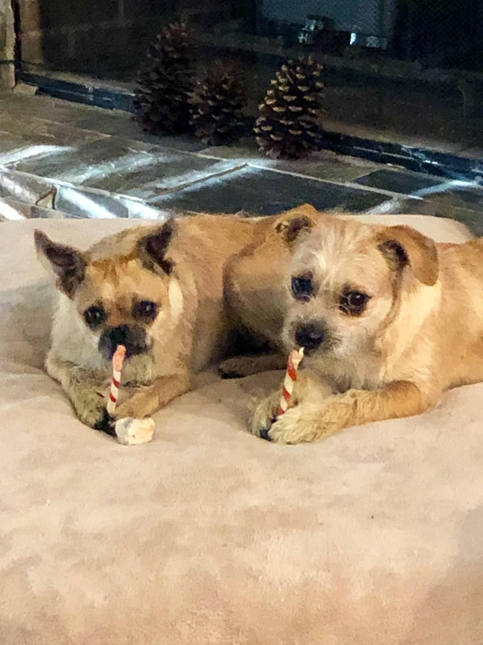 Chloe  Sammy - Pug
