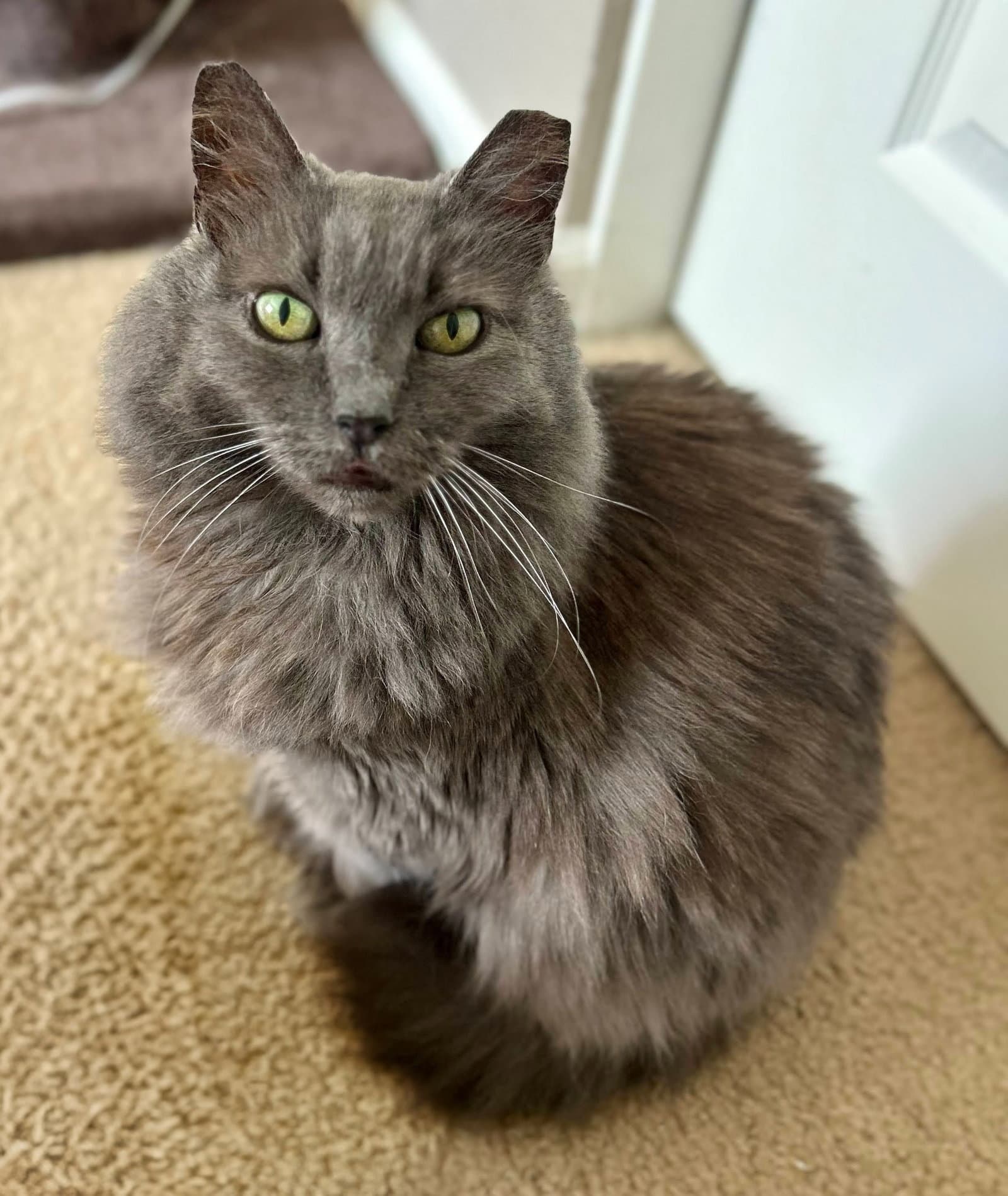 Apple - Domestic Long Hair