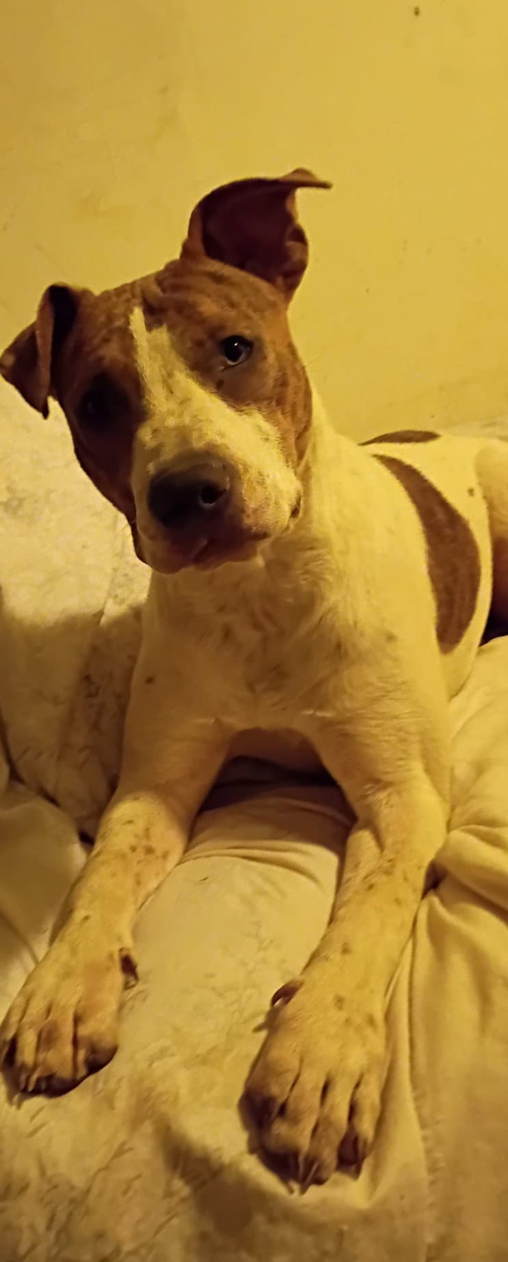 Sassytiny - Pit Bull Terrier
