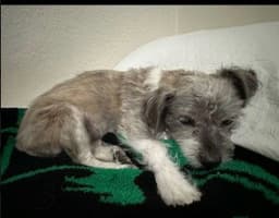 Sandi image 2