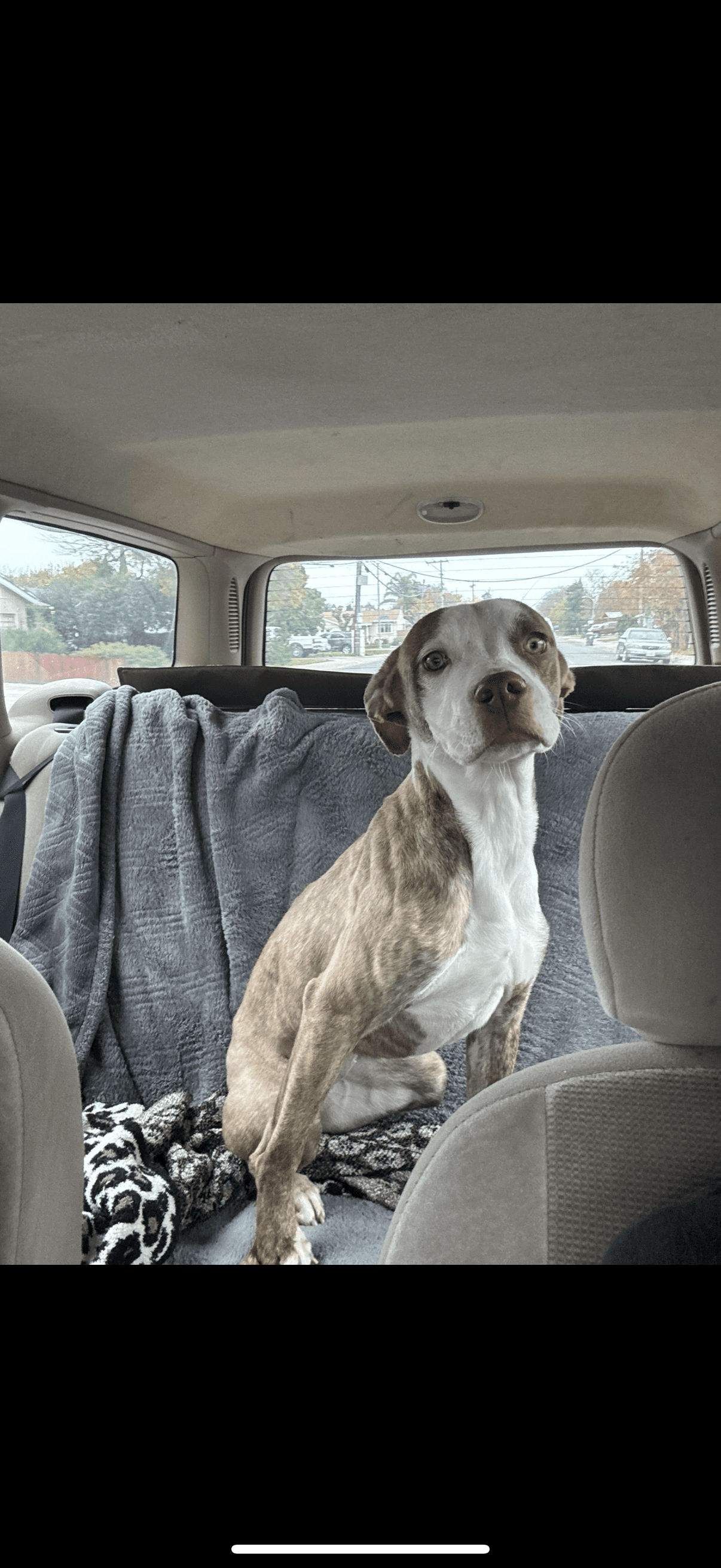 Canel - American Staffordshire Terrier