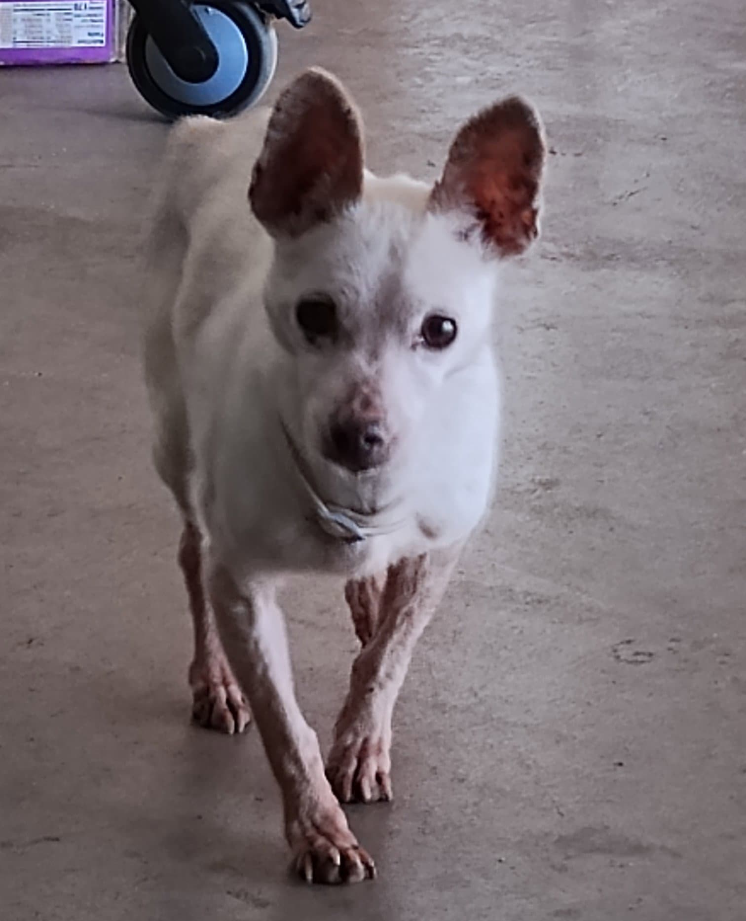 Candy - Chihuahua