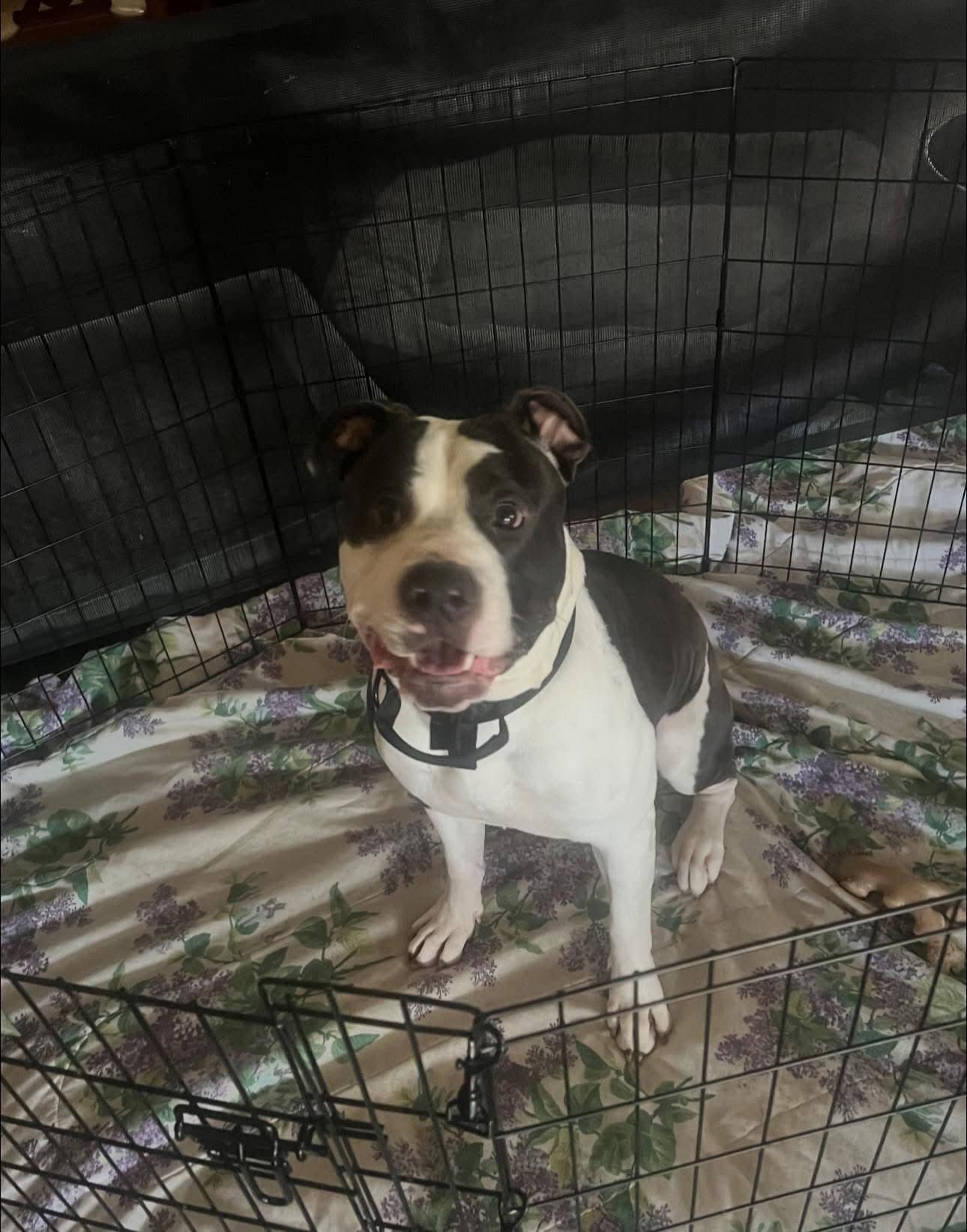 Maverick - American Pit Bull Terrier